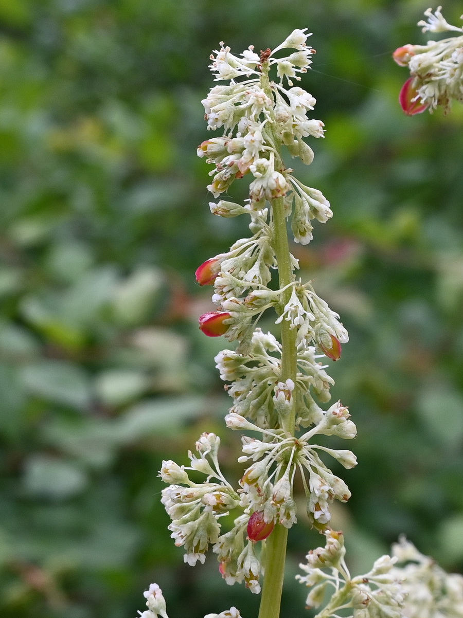Image of genus Rheum specimen.