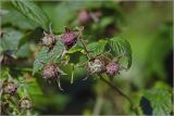 Rubus idaeus. Верхушка побега с формирующимися плодами. Московская обл., Раменский р-н, окр. дер. Хрипань, садовый участок. 13.06.2026.