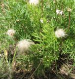 Pulsatilla tenuiloba. Плодоносящее растение. Бурятия, окр. Гусиноозерска. 12.07.2009.