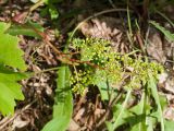 Vitis vinifera. Соцветие с цветками и бутонами. Краснодарский край, Крымский р-н, окр. станицы Неберджаевская, ур. Темрючки, грабинниково-пушистодубовое редколесье, большая закустаренная каменистая поляна. 20.06.2026.