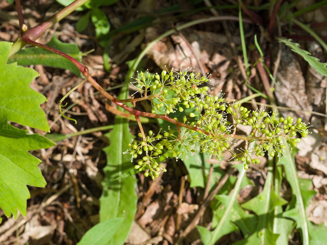 Изображение особи Vitis vinifera.