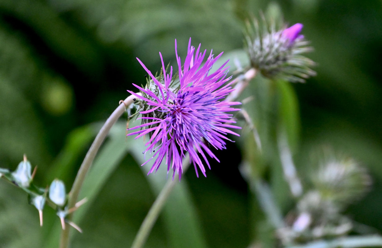 Изображение особи Galactites tomentosus.