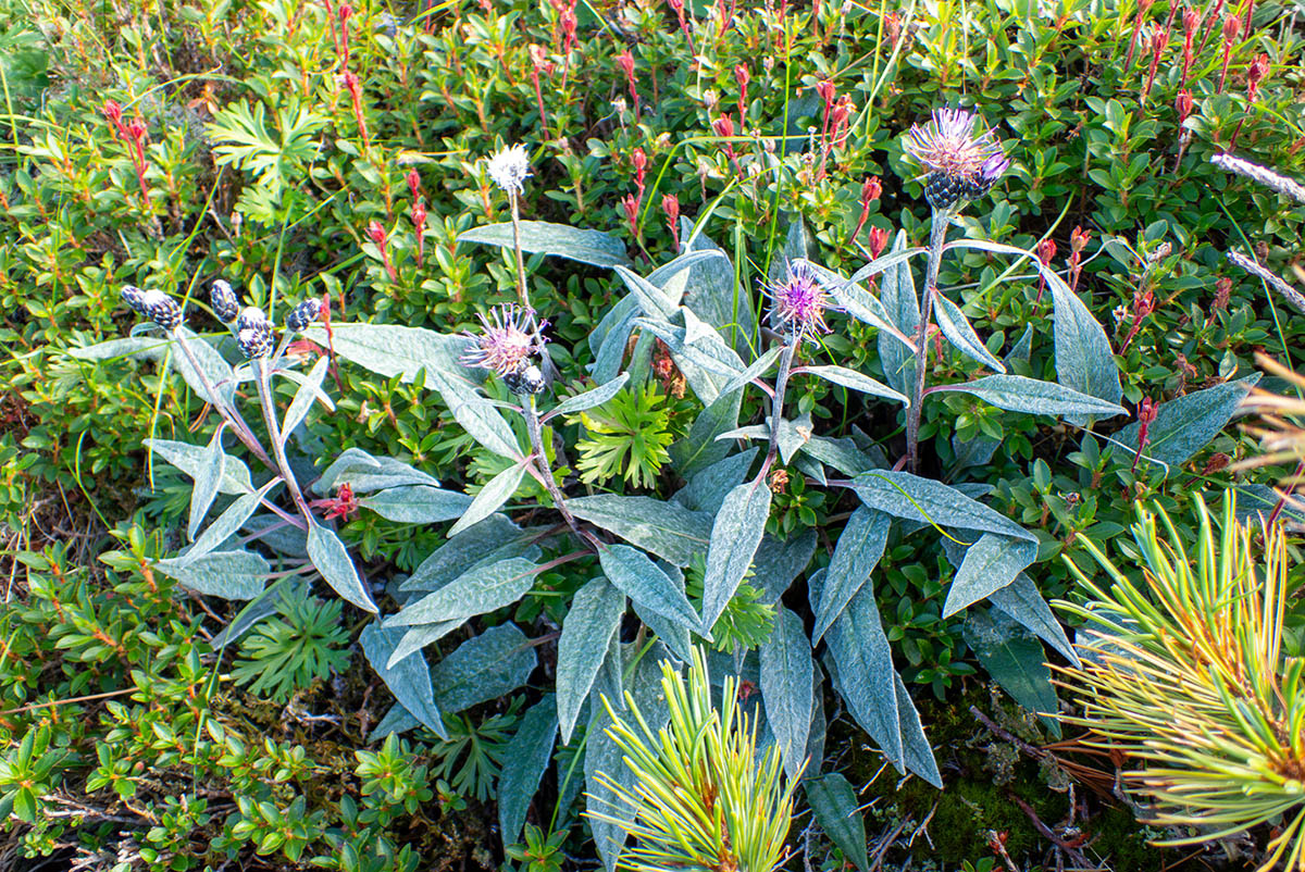 Image of Saussurea vyschinii specimen.