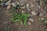genus Plantago. Плодоносящее растение. Турция, ил Артвин, дер. Багджилар (Bağcılar), обочина дороги. 12 июня 2026 г.