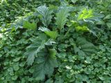 Hyoscyamus niger. Вегетирующее растение в сообществе с Glechoma hederacea. Красноярский край, г. Красноярск, о. Татышев (на р. Енисей), луг. 20.08.2026.
