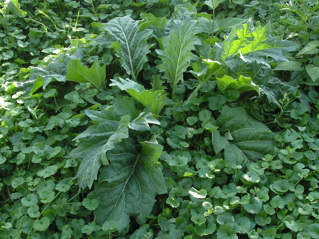 Изображение особи Hyoscyamus niger.