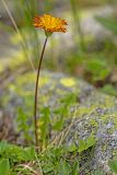 род Taraxacum. Соцветие. Карачаево-Черкесия, Карачаевский р-н, ущ. ручья Тырменлыкол, 2400 м н.у.м., субальпийский луг. 08.08.2026.