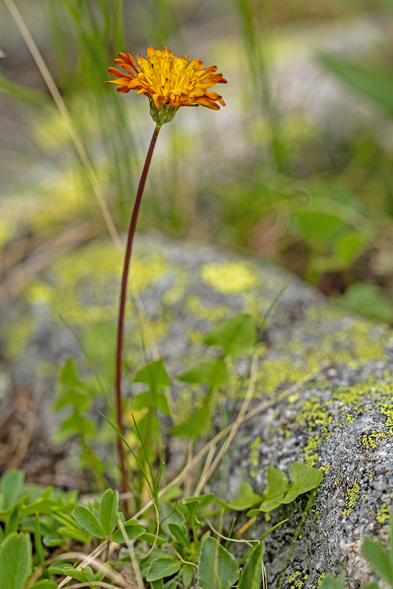 Изображение особи род Taraxacum.