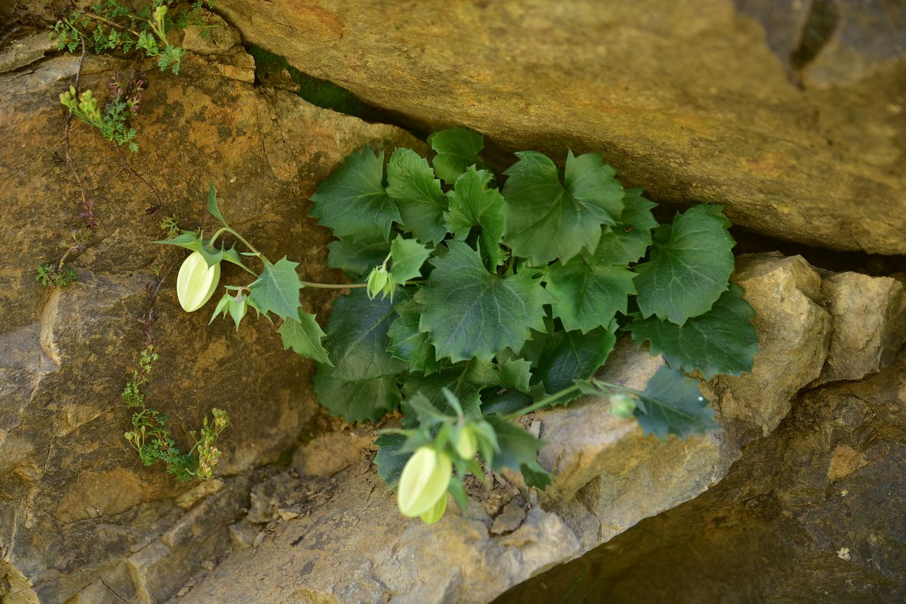 Image of genus Campanula specimen.