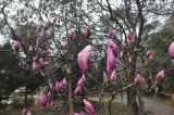 род Magnolia
