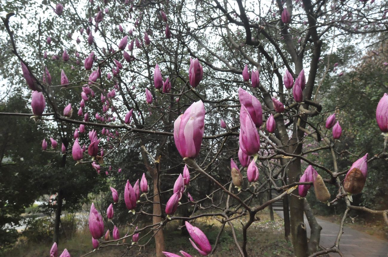 Изображение особи род Magnolia.