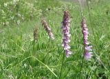 Vicia tenuifolia. Верхушка побега с соцветиями. Краснодарский край, Кущёвский р-н, станица Шкуринская, склон балки Сухая. 25.05.2011.