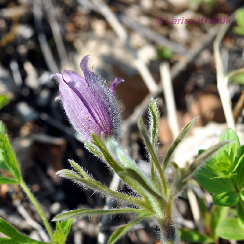 Image of Pulsatilla × kissii specimen.
