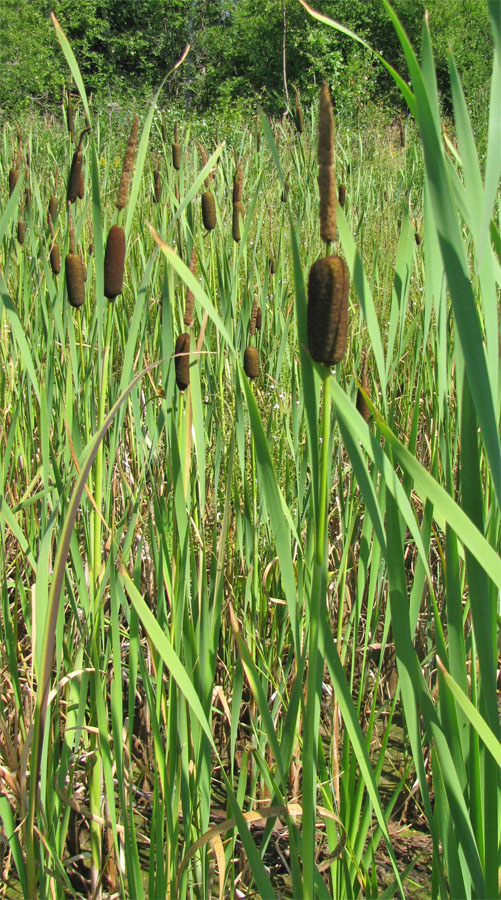 Изображение особи Typha elata.