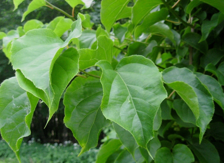 Image of Actinidia arguta specimen.