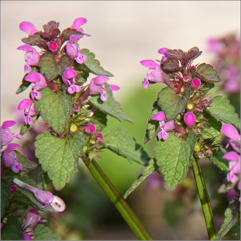 Изображение особи Lamium purpureum.