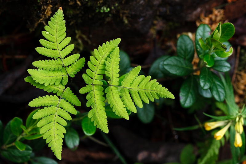 Image of Gymnocarpium dryopteris specimen.