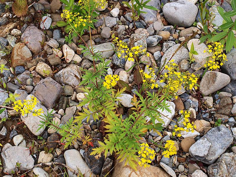 Изображение особи Patrinia rupestris.