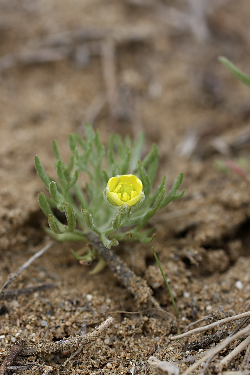 Изображение особи Ceratocephala orthoceras.