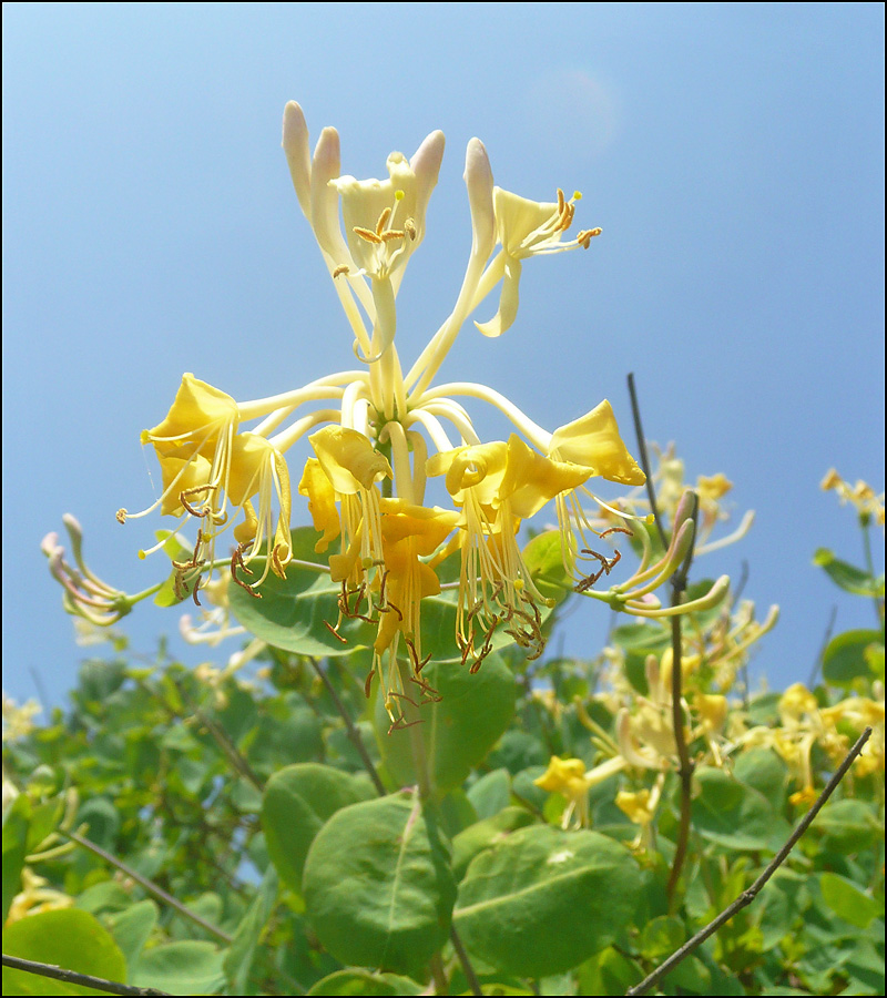 Image of Lonicera etrusca specimen.