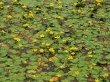 Nymphoides peltata. Цветущие растения на поверхности воды. Нидерланды, провинция Drenthe, окрестности населённого пункта Lheebroek, река Beilerstroom. 25 июля 2008 г.