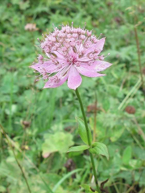 Image of Astrantia maxima specimen.