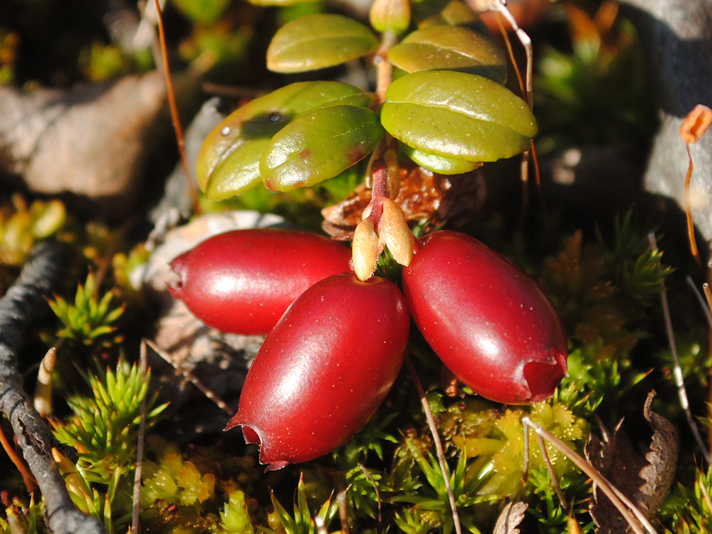 Image of Vaccinium vitis-idaea var. minus specimen.