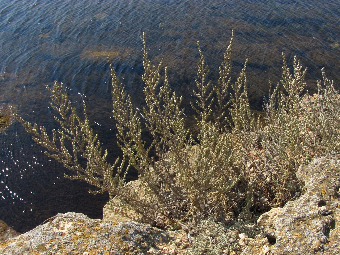 Image of Artemisia dzevanovskyi specimen.