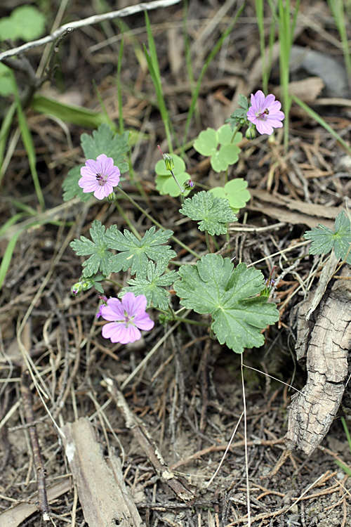 Изображение особи Geranium charlesii.