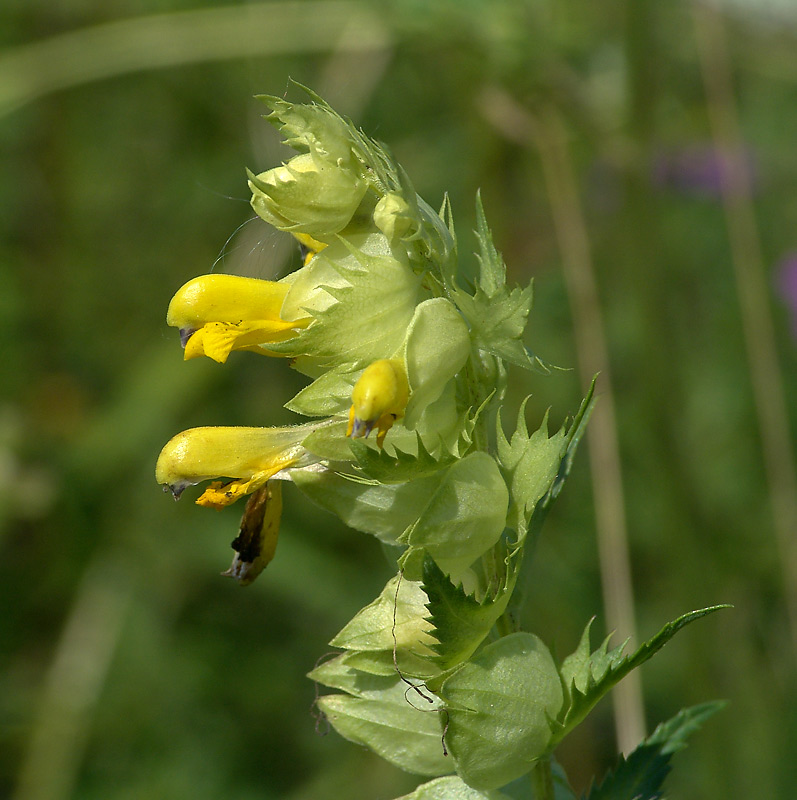 Image of genus Rhinanthus specimen.