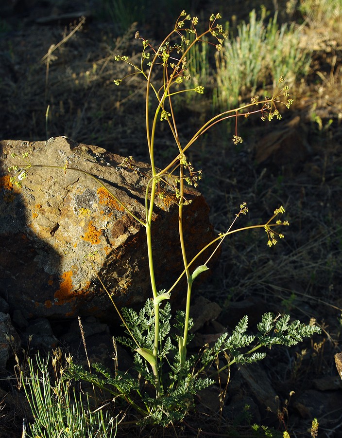 Image of familia Apiaceae specimen.