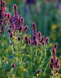 Salvia tesquicola