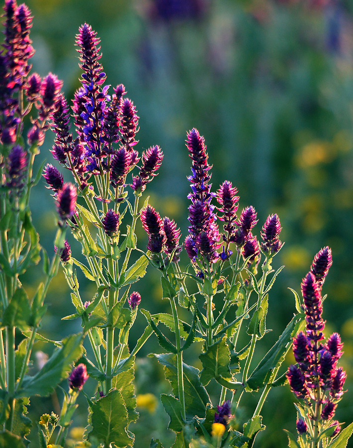 Изображение особи Salvia tesquicola.