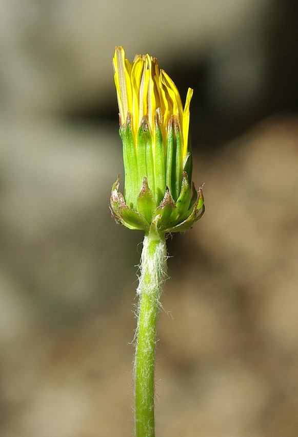 Изображение особи род Taraxacum.