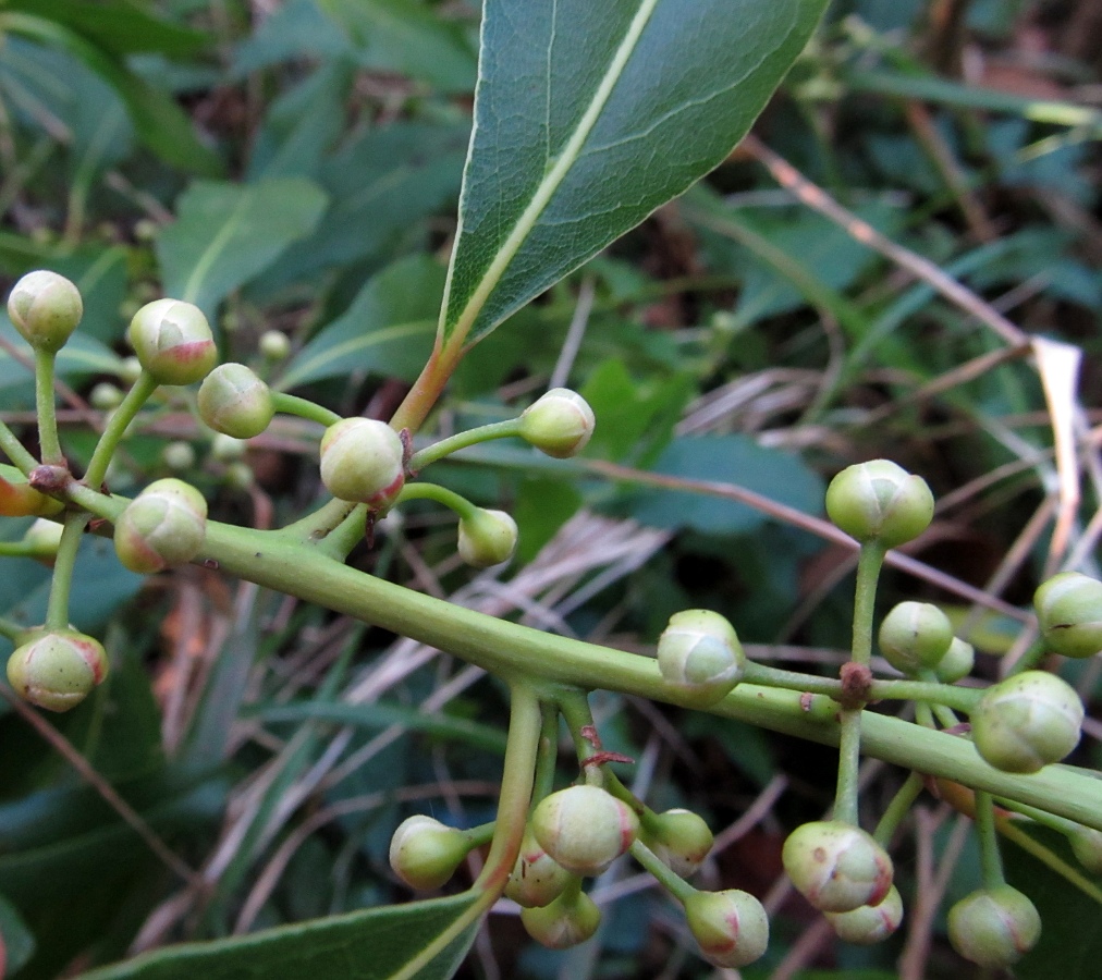 Изображение особи Laurus nobilis.