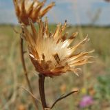 Centaurea majorovii. Соплодие; виден осыпающийся плод-семянка. Украина, Донецкая обл., Новоазовский р-н, Кривая коса, НПП \"Меотида\". 05.08.2011.