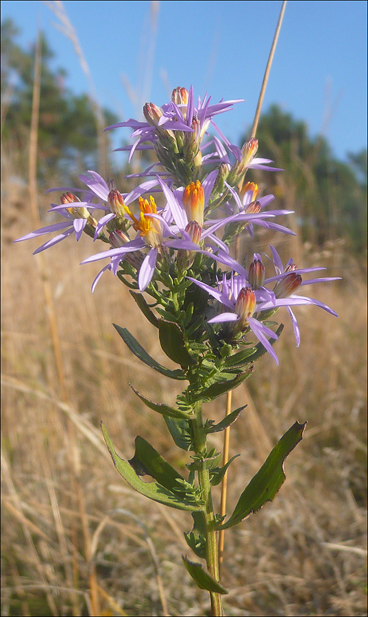 Image of Galatella dracunculoides specimen.