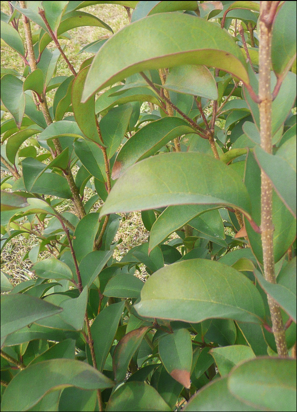 Image of Ligustrum lucidum specimen.