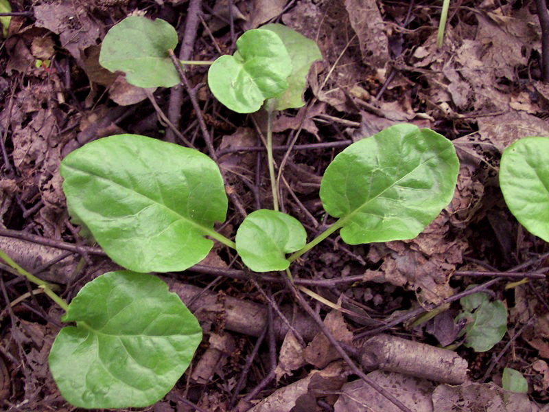 Image of Pyrola rotundifolia specimen.