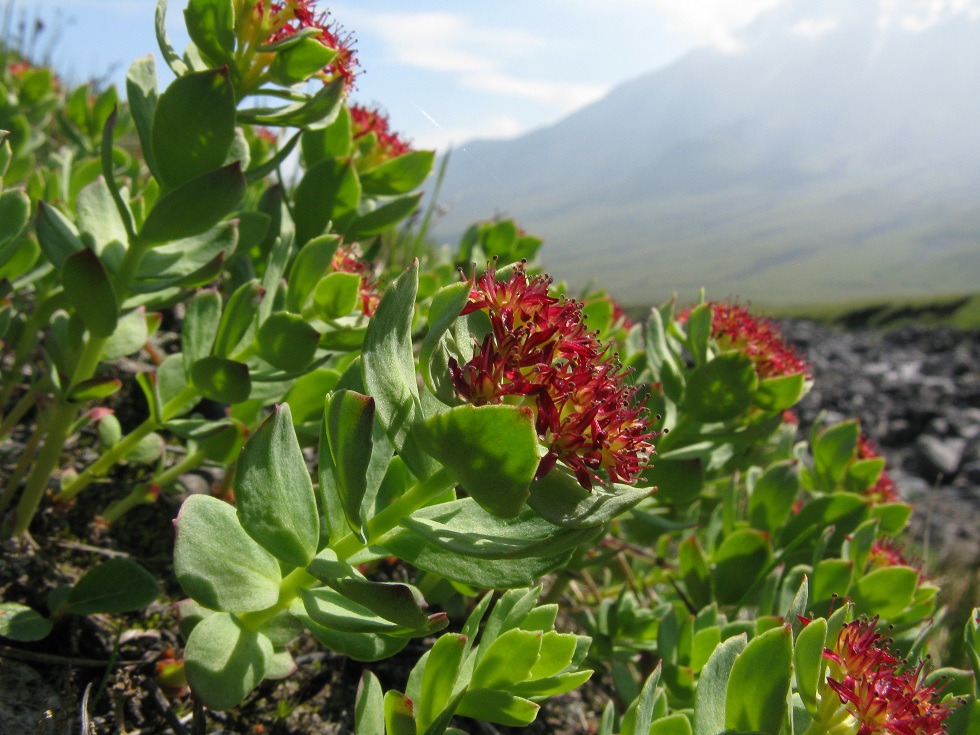 Image of Rhodiola integrifolia specimen.