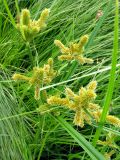 Cyperus glomeratus. Соцветие. Астрахань, о. Городской. 15.08.2011.