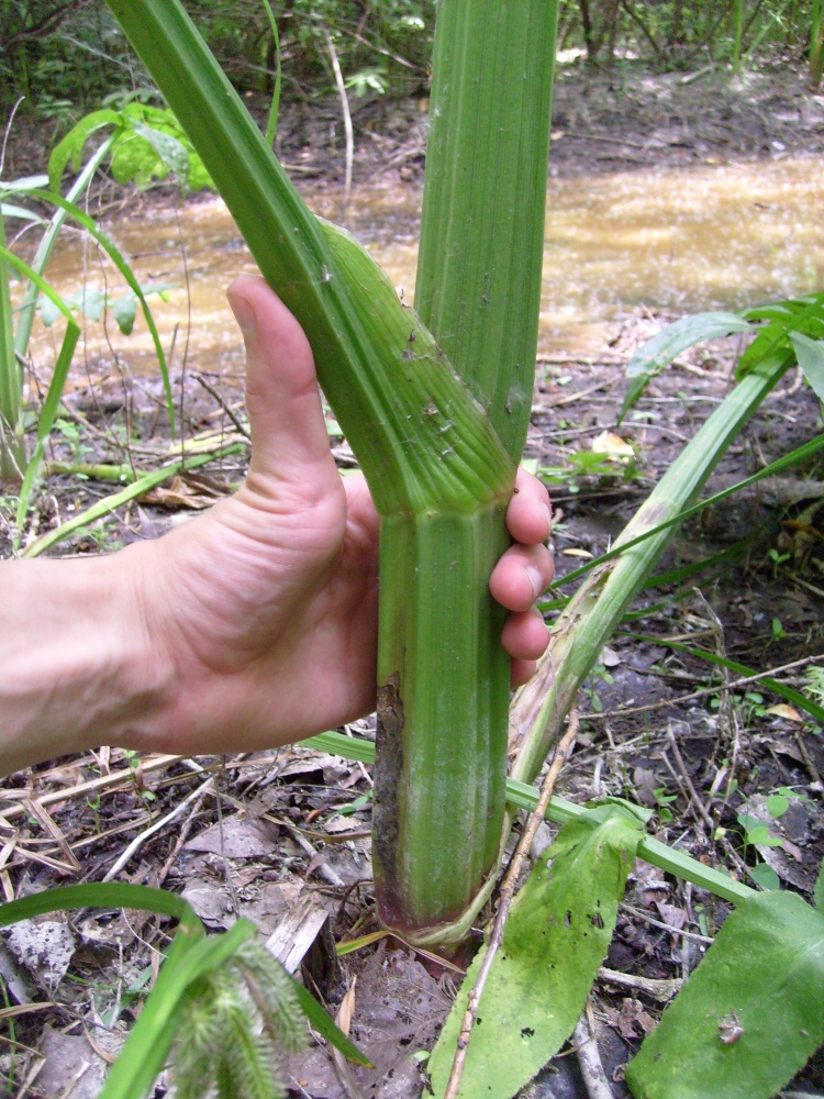 Изображение особи Sium latifolium.