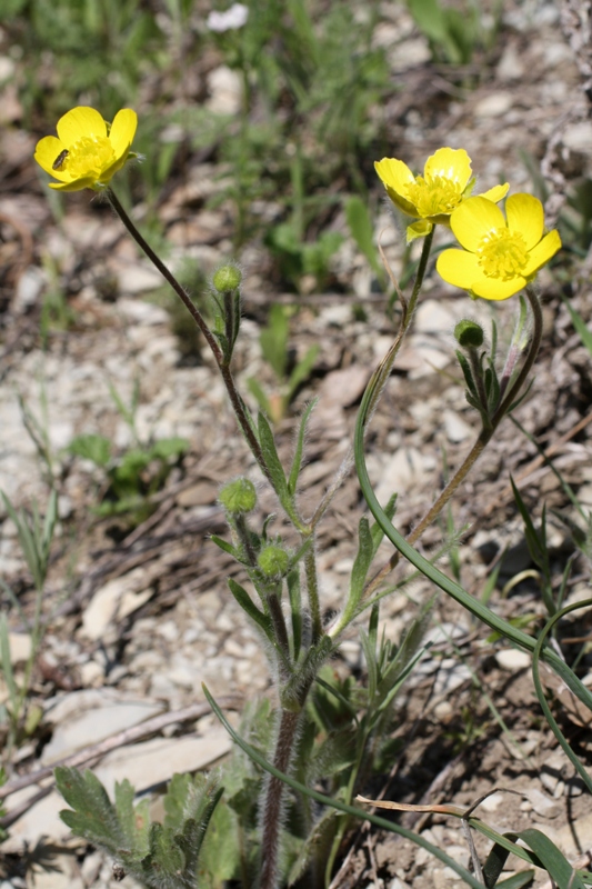 Image of Ranunculus oxyspermus specimen.
