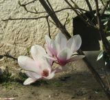 Magnolia × soulangeana. Цветки. Крым, Ялта, ул. Пушкинская, в культуре. 16 апреля 2012 г.