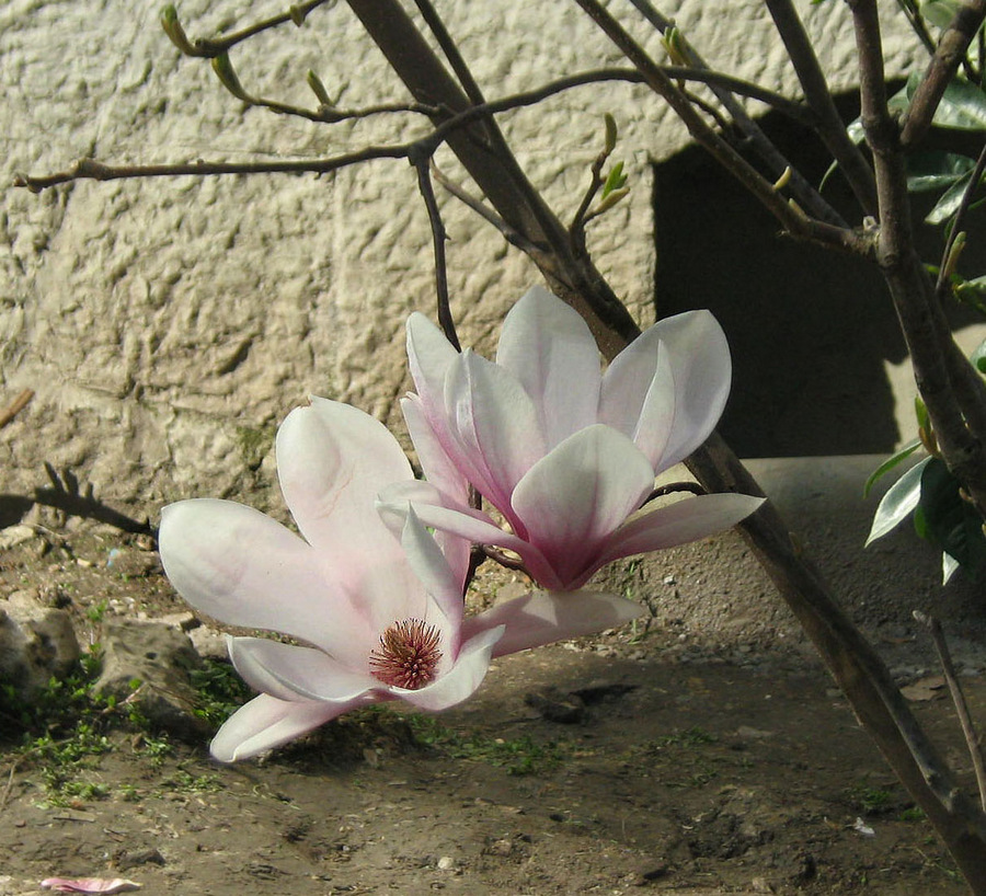 Image of Magnolia × soulangeana specimen.