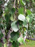 Betula pendula