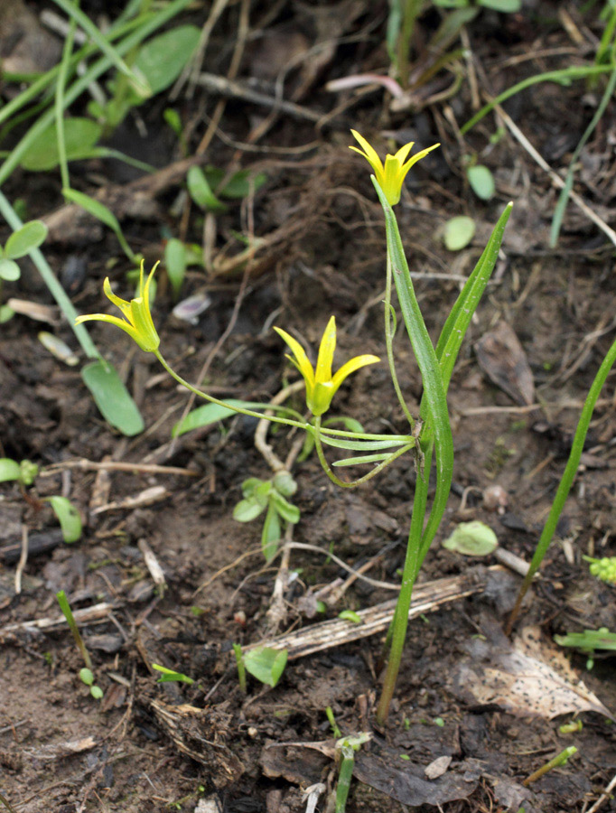 Изображение особи Gagea filiformis.