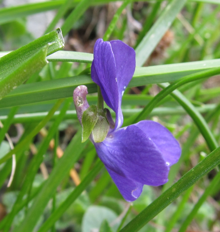 Изображение особи Viola hirta.