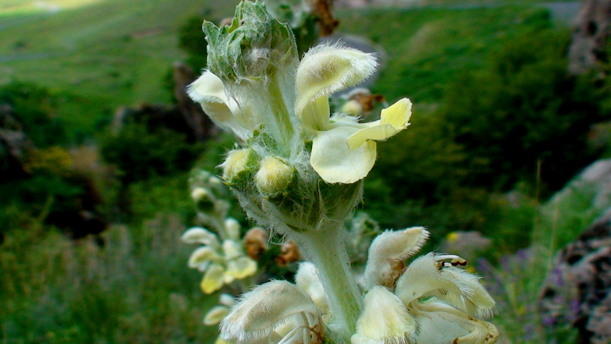 Изображение особи Phlomoides laciniata.