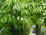 Pterocarya fraxinifolia. Ветви с цветками. Крым, г. Ялта, Приморский парк, в культуре. 30 мая 2012 г.